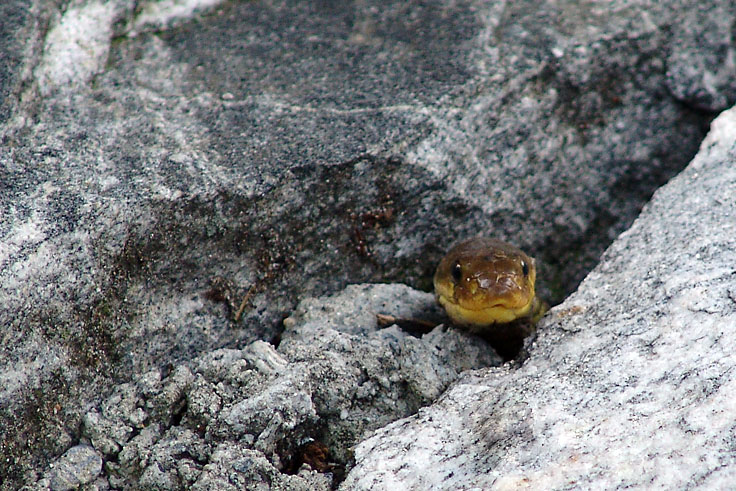 maggia_tal_07_2008/pic0009.jpg fehlt